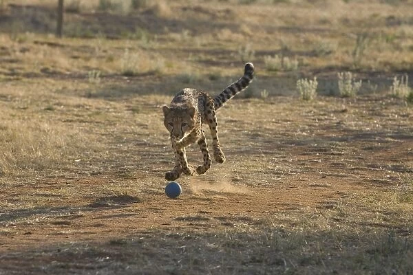 Kanini (10 month old female cheetah rescued from a trap on a livestock farm) chasing after ball - Cheetah Conservation Fund - Namibia
