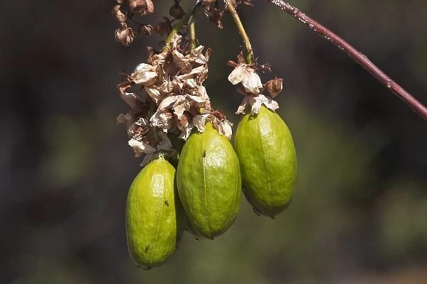 Kapok - After flowering green barrel-shaped fruits approximately 8cm long are produced. Australian aborigines used a bark and flower decoction which they drank for fevers