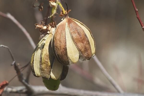 Kapok - Mature fruit splitting and releasing silky hairs embedded with seeds. Each seed has a parachute which can be dispersed by the wind. This species prefers rocky hill slopes and ridges