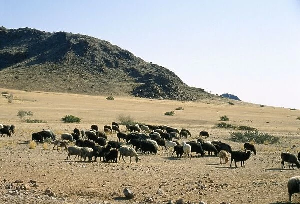 Karakul Sheep - Origin of breed is Russian. Unborn  /  newborn lamb is used to produce Astrakhan for fleece. Namibia, Africa