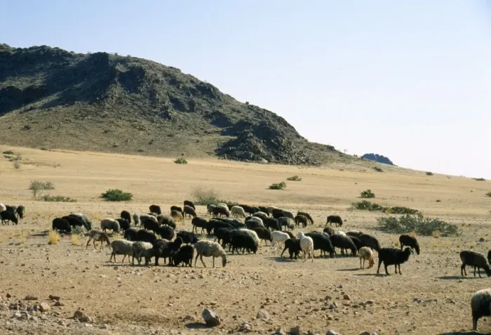 Framed Print : Karakul Sheep - Origin of breed is Russian. Unborn / newborn lamb is used to produce Astrakhan for fleece. Namibia, Africa Framed Print : Karakul Sheep - Origin of breed is Russian. Unborn / newborn lamb is used to produce Astrakhan for fleece. Namibia, Africa