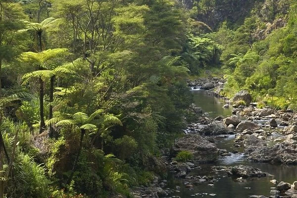 Karangahake Gorge river flowing through Karangahake gorge surrounded by native rainforest with lots of tree ferns Waikato, North Island, New Zealand