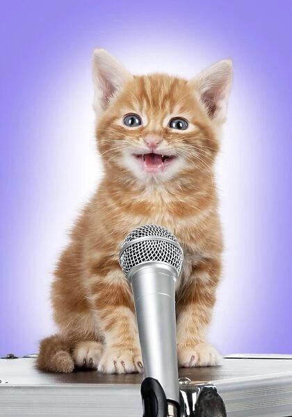 Karaoke Cat - Ginger Tabby kitten singing into microphone Digital Manipulation: added colour background - moved microphone