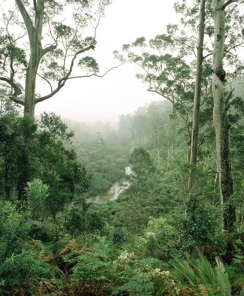 Karri forest and the Warren River (Eucalyptus diversicolor)