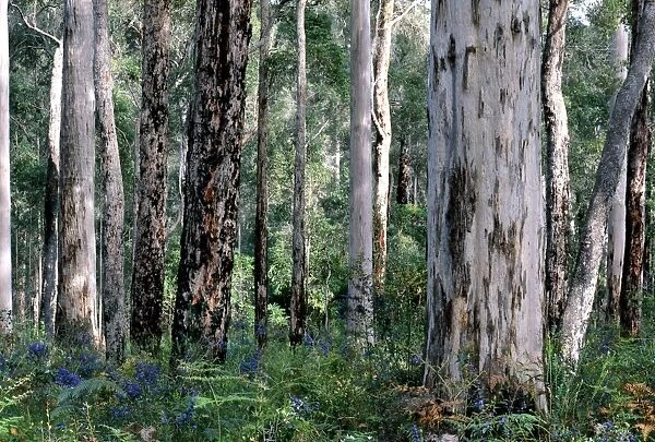 Karri - and Jarrah (Eucalyptus marginata) Shanon National Park, Western Australia, Australia PLA02007