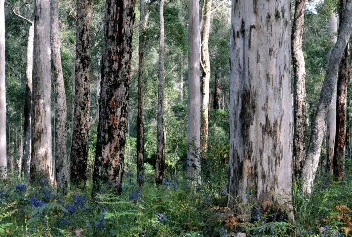 Framed Print : Karri - and Jarrah (Eucalyptus marginata) Shanon National Park, Western Australia, Australia PLA02007 Framed Print : Karri - and Jarrah (Eucalyptus marginata) Shanon National Park, Western Australia, Australia PLA02007