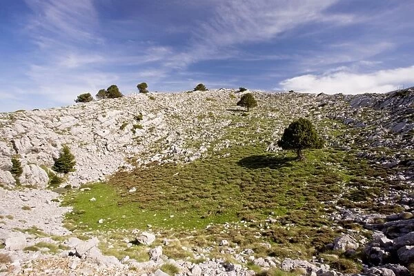 Karst limestone scenery, with greek firs, at about 1700m in Mount Parnassus National Park