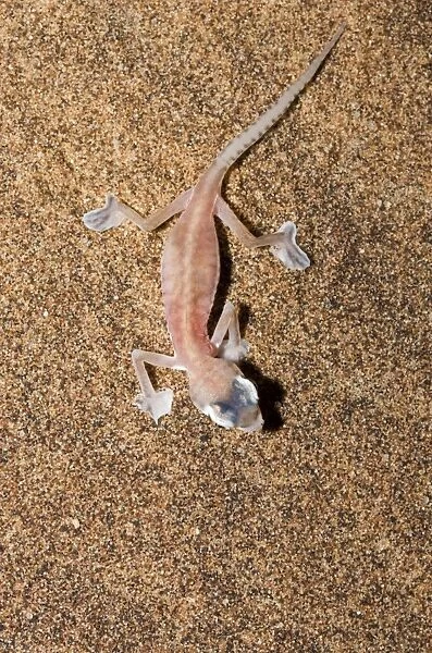 KAT-112. Palmato Gecko  /  Web-footed Gecko. Seen from above. Namib Desert, Namibia, Africa