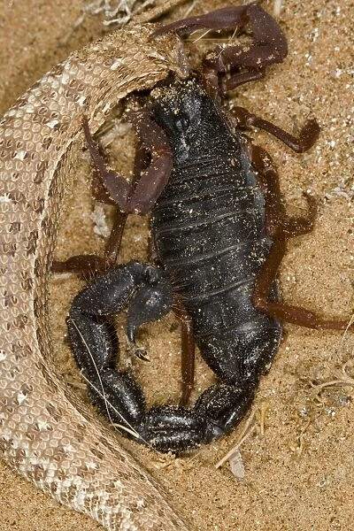 KAT-491 Parabuthus Scorpion - Eating a Sidewinder, after kiliing and dragging it into the undergrowth