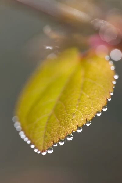 Katsura Tree - Leaf with dew drops Norfolk UK