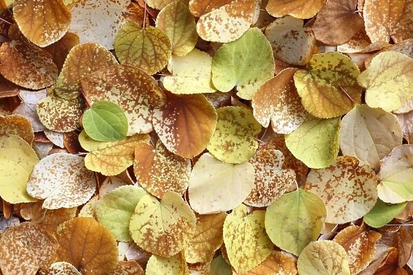 Katsura Tree - leaves - autumn - Germany
