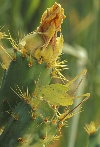 Katydid - Texas, USA - On prickly pear cactus