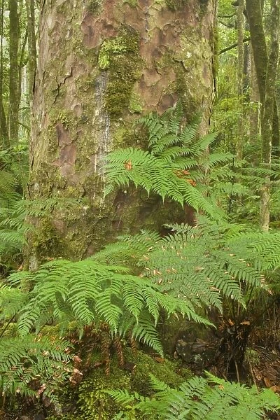 Kauri Forest Kauri trees surrounded by ferns as undergrowth Trounson Kauri Park Scenic Reserve, Northland, North Island, New Zealand