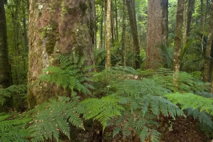 Framed Print : Kauri Forest Kauri trees surrounded by ferns as undergrowth Trounson Kauri Park Scenic Reserve, Northland, North Island, New Zealand Framed Print : Kauri Forest Kauri trees surrounded by ferns as undergrowth Trounson Kauri Park Scenic Reserve, Northland, North Island, New Zealand