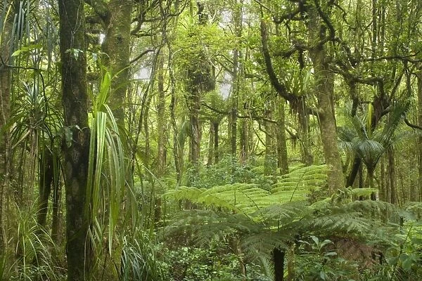 Kauri Forest lush Kauri Forest with ferns and other plants as undergrowth. A Kauri forest doesn't consist of only Kauris but is a temperate rainforest with Kauris losely strewn in