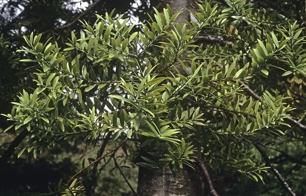Kauri Leaves