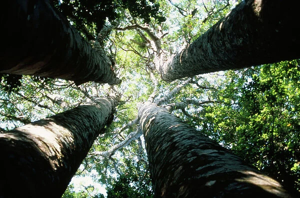 Kauri Trees New Zealand