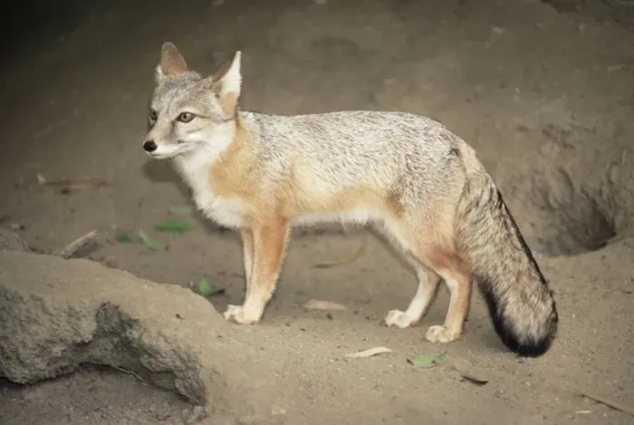 Framed Print : Kazakhstan Corsac Fox Framed Print : Kazakhstan Corsac Fox