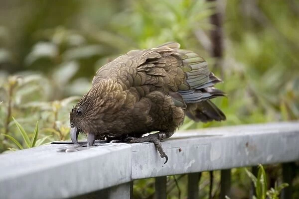 Kea - attempting to drink from a remnant of water in the top of a fence at a lookout above the Otira Gorge, Westland, South Island, New Zealand
