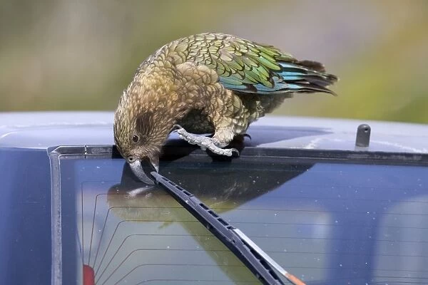 Kea cheeky adult gnawing on the swiper of a car Fjordland National Park, South Island, New Zealand