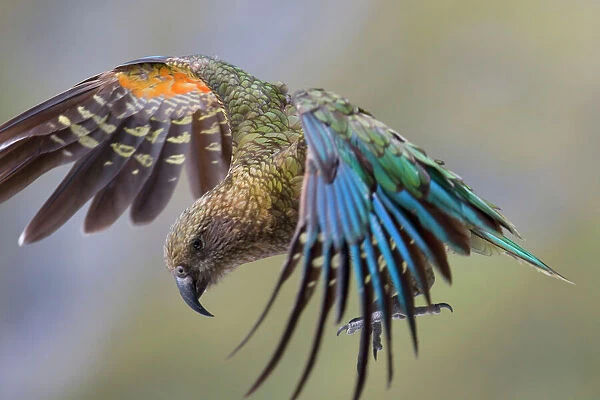 Kea - in flight about to land on the ground showing off its colourful red and blue coloured feathers - Fjordland National Park, South Island, New Zealand