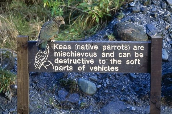 Kea New Zealand