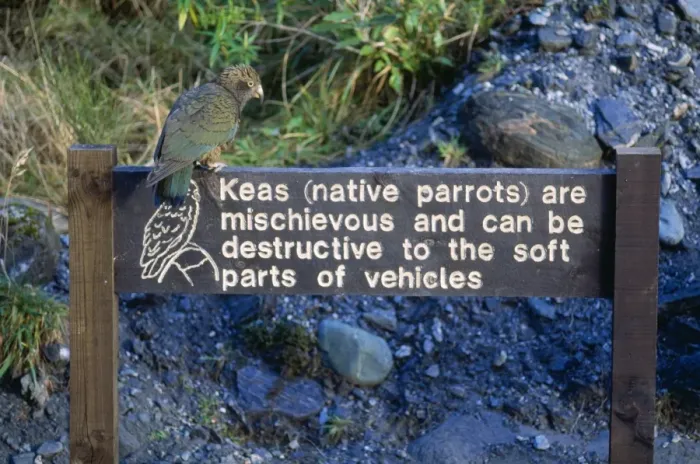 Framed Print : Kea New Zealand Framed Print : Kea New Zealand