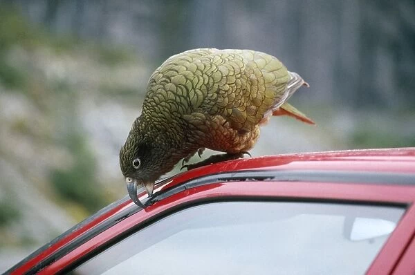 Kea - nibbling rubber on car. South Island, New Zealand