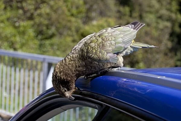 Kea - tearing at rubber piping on vehicle - Otira Gorge - Westland - South Island - New Zealand