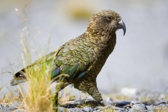 Framed Print : Kea walking on rocky terrain looking curiously around Fjordland National Park, South Island, New Zealand Framed Print : Kea walking on rocky terrain looking curiously around Fjordland National Park, South Island, New Zealand