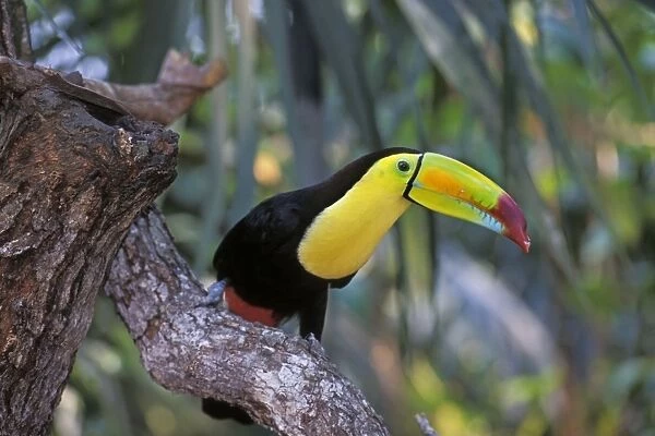 Keel-billed  /  Sulphur-Breasted Toucan Belize, Central America