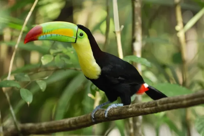 Framed Print : Keel-billed Toucan Belize Framed Print : Keel-billed Toucan Belize