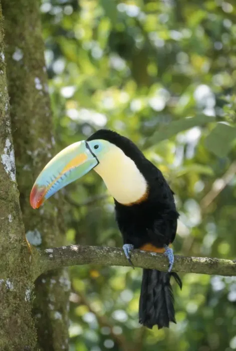 Framed Print : Keel-billed Toucan - on branch Costa RIca Framed Print : Keel-billed Toucan - on branch Costa RIca