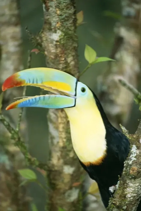 Framed Print : Keel Billed Toucan Perched in tree Framed Print : Keel Billed Toucan Perched in tree