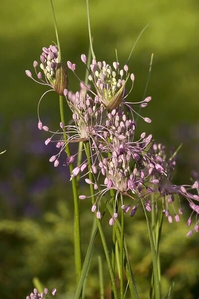 Keeled garlic (Allium carinatum ssp. pulchellum). Eastern Europe