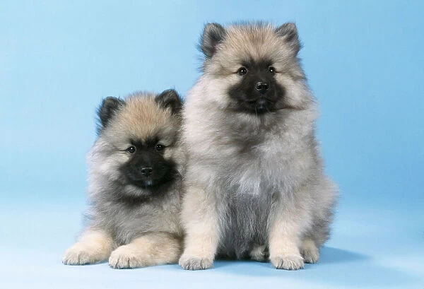 Keeshound Dog - x 2 puppies