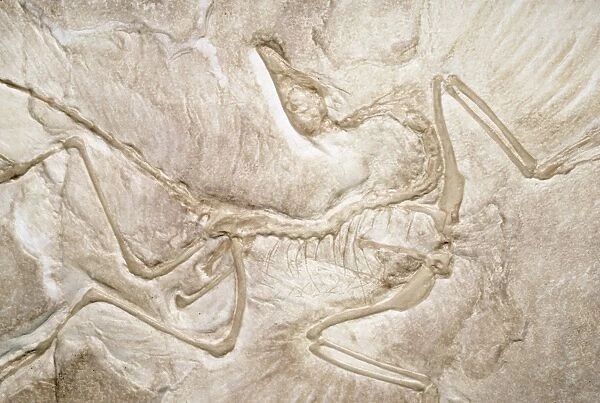 KEL-1343. Archaeopteryx Fossil - 3 feet long, link between reptiles & birds