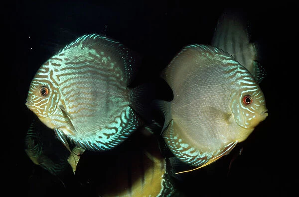 Kel-704 Discus Fishes - Cichlidae