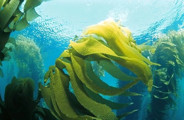 Kelp Forest Seaweed - Channel Islands, California