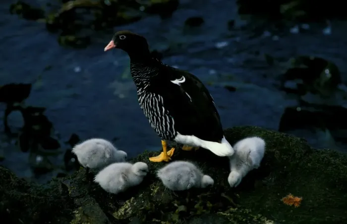 Framed Print : Kelp goose, female with goslings Framed Print : Kelp goose, female with goslings