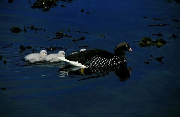 Kelp goose, female swimming with goslings