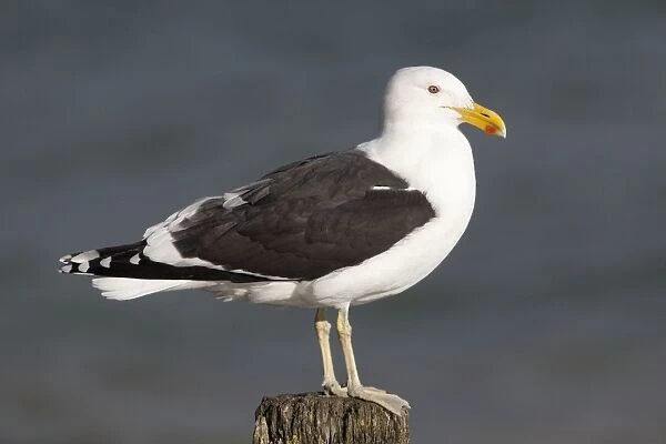 Kelp Gull  /  Black-backed Gull - perched on post - Near Thames - North Island - New Zealand