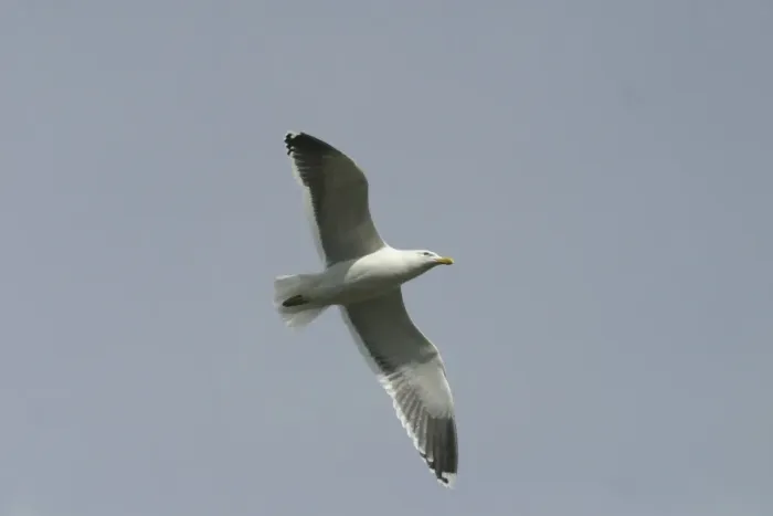 Framed Print : Kelp Gull In flight Western Springs, Auckland, New Zealand