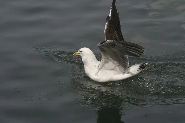 Kelp Gull Immature on the water Western Springs, Auckland, New Zealand