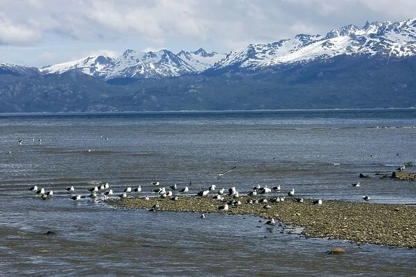Kelp Gulls resting on the shore - Beagle Channel Tierra del Fuego, Argentina