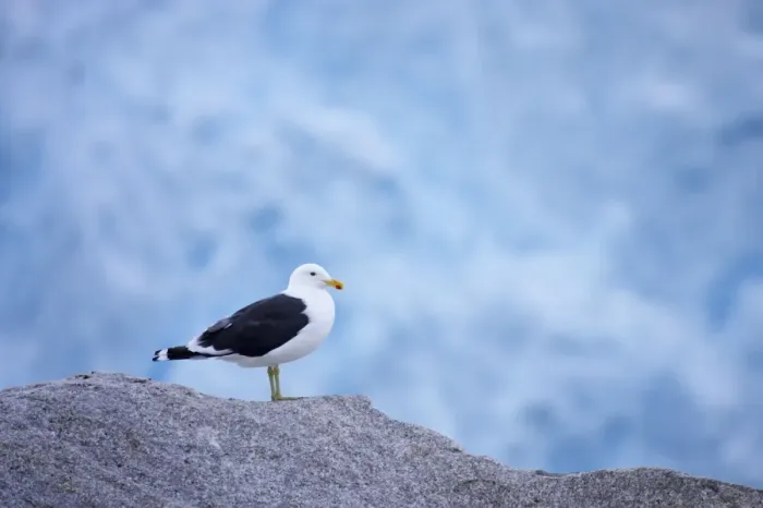 Framed Print : Kelp / Southern Black Backed Gull - On iceberg with glacier in background Larus dominicanus Neko Harbour Antarctic Penninsular BI007353 Framed Print : Kelp / Southern Black Backed Gull - On iceberg with glacier in background Larus dominicanus Neko Harbour Antarctic Penninsular BI007353