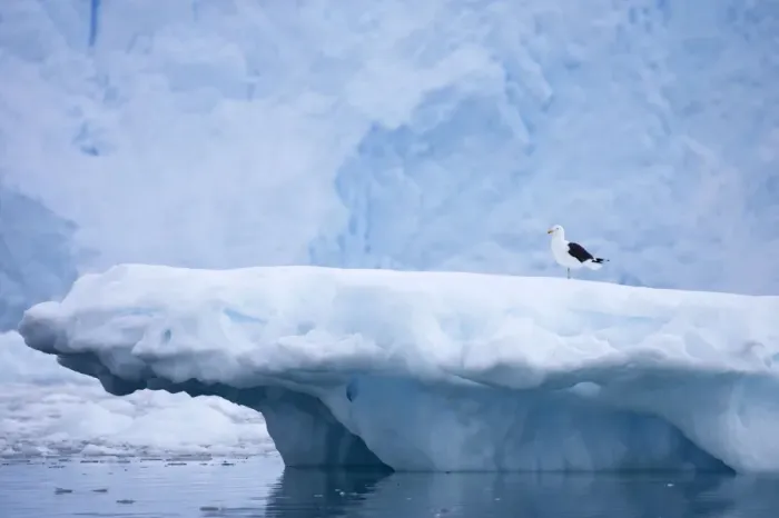 Framed Print : Kelp / Southern Black Backed Gull - On iceberg with glacier in background Larus dominicanus Neko Harbour Antarctic Penninsular BI007348 Framed Print : Kelp / Southern Black Backed Gull - On iceberg with glacier in background Larus dominicanus Neko Harbour Antarctic Penninsular BI007348