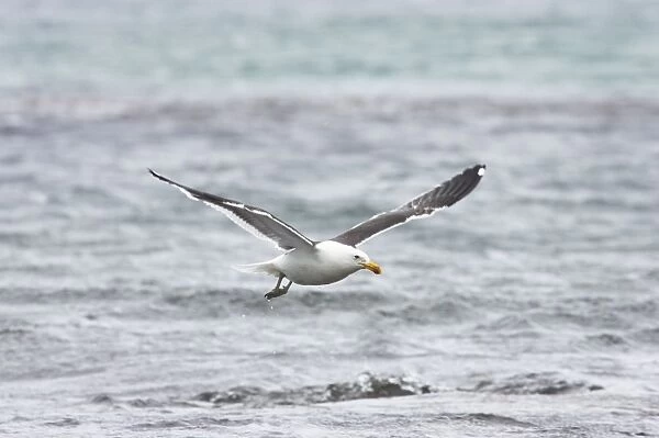 Kelp  /  Southern Black Backed Gull - Taking off Larus dominicanus Saunders Island Falklands BI007358