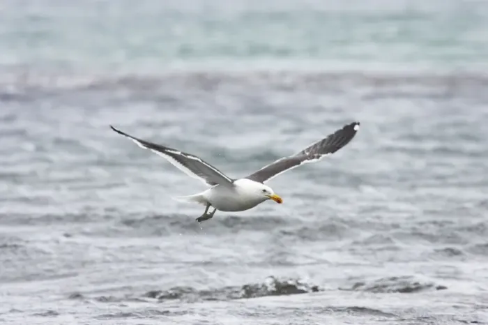 Framed Print : Kelp / Southern Black Backed Gull - Taking off Larus dominicanus Saunders Island Falklands BI007358 Framed Print : Kelp / Southern Black Backed Gull - Taking off Larus dominicanus Saunders Island Falklands BI007358