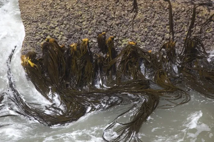 Framed Print : Kelp - in the Surge Pool at the Pancake Rocks - Punakaiki - West Coast - South Island - New Zealand Framed Print : Kelp - in the Surge Pool at the Pancake Rocks - Punakaiki - West Coast - South Island - New Zealand